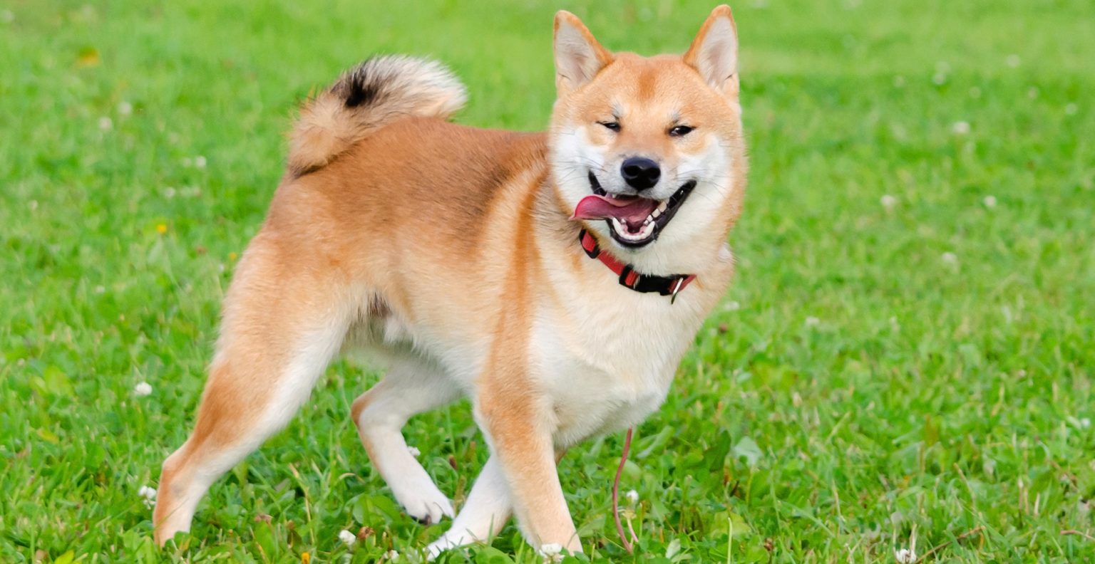 What You Need To Know About Your Shiba Inu